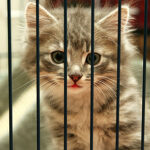 About 3.2 million cats end up in shelters each year.